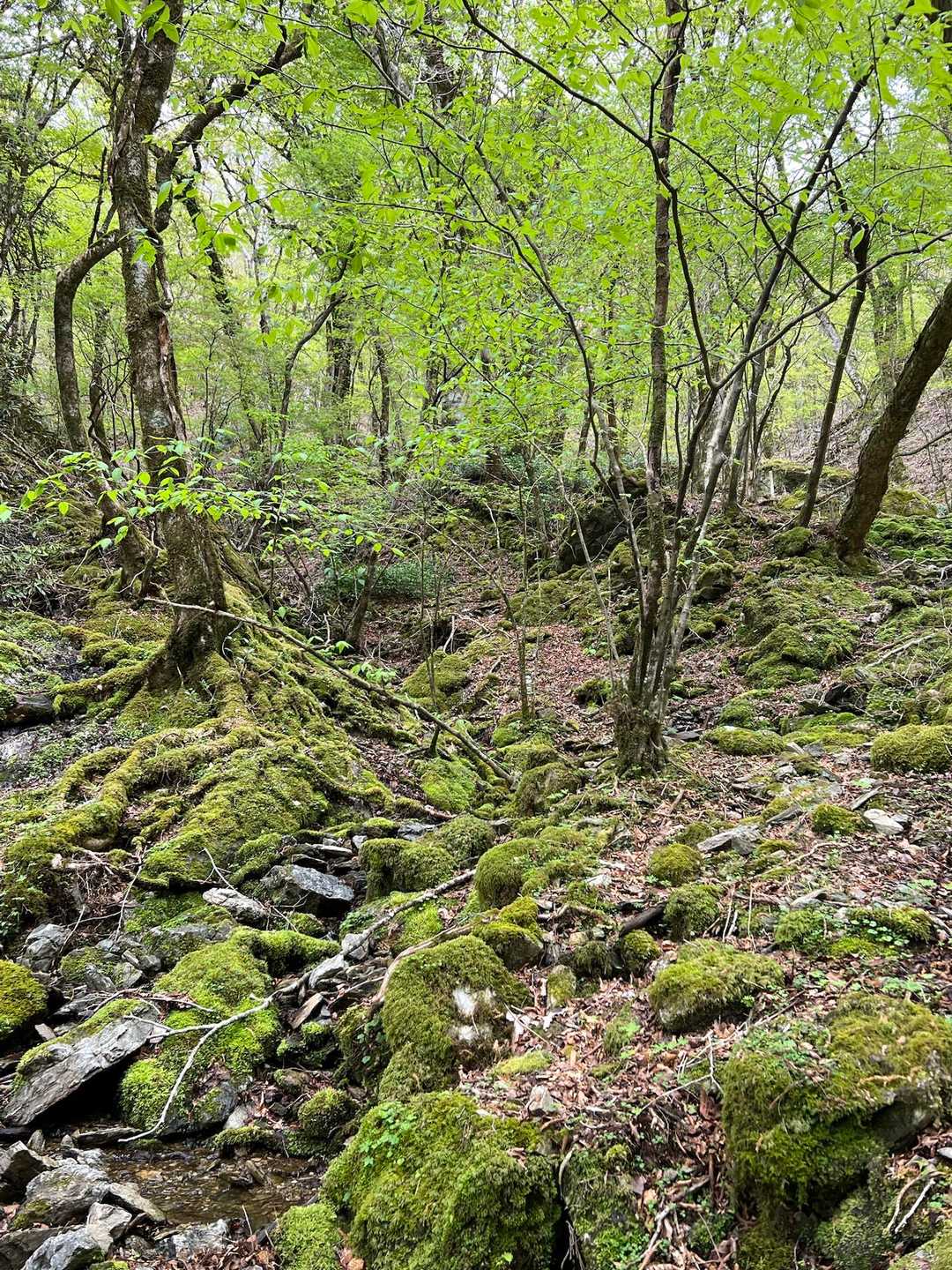 苔ゾーン🟢を通って帰ります。
この時期、ツツジは終わったけど
新緑がキレイで深呼吸すると身体が浄化される気がします✨
