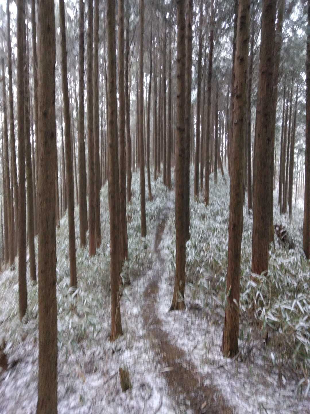 こんな場所歩いてる
急登もないし、歩きやすい道😌