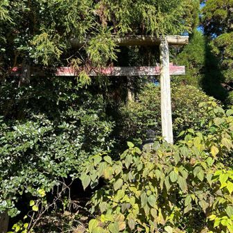 白蛇が昔居たらしい、白蛇神社⛩
ボンテンカの薮、、、
馬に負けないほど衣服にバカが付いたw
