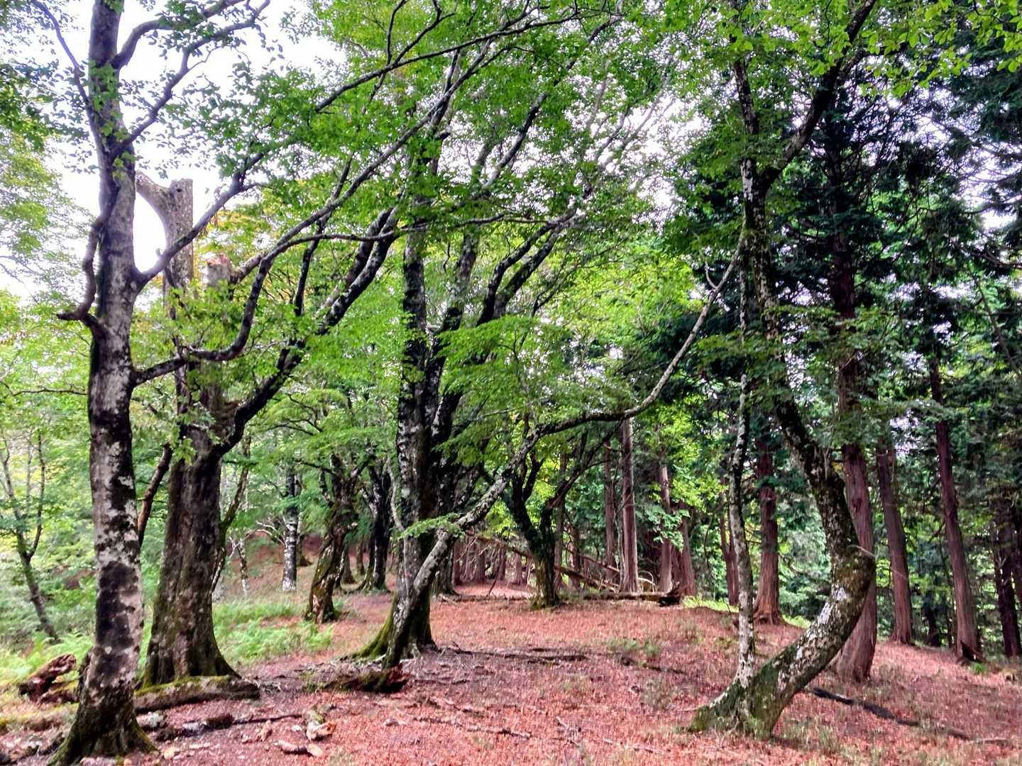 樹林帯の中を歩きます