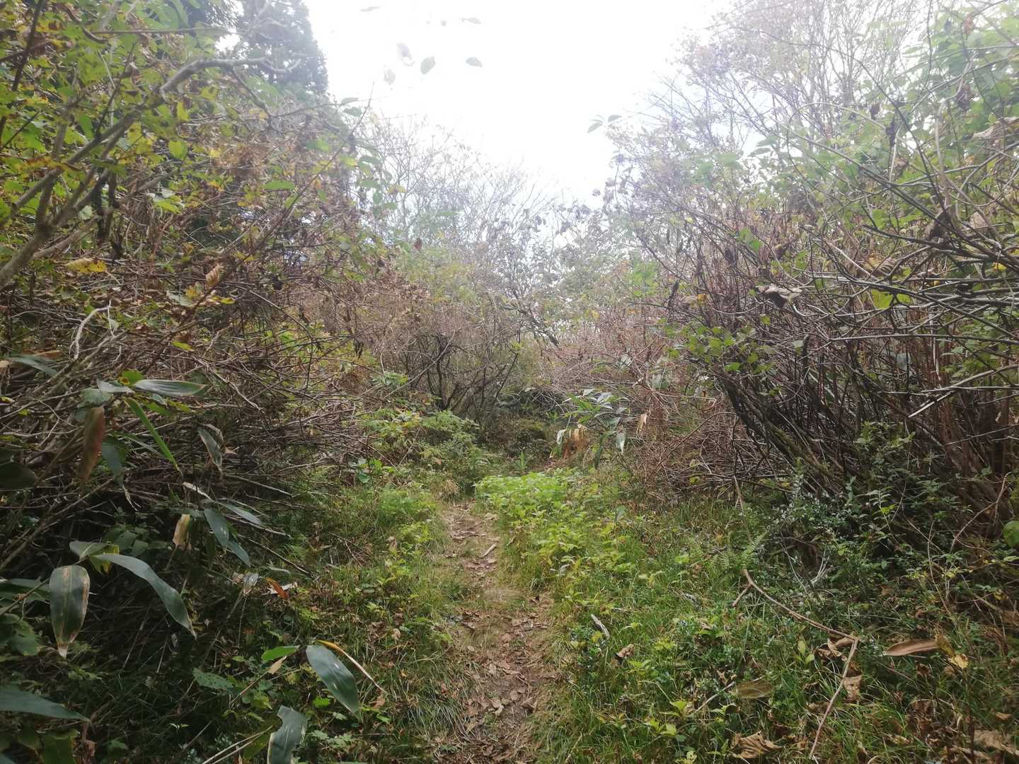 YAMAPの旧羅漢山ピーク
何もない❗😱