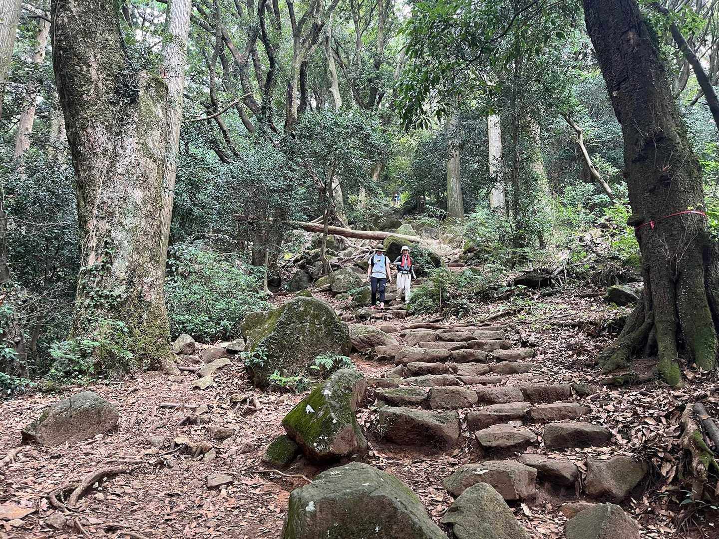 筑波山-筑波山-白雲橋コース登山口-御神橋 縦走コースの写真