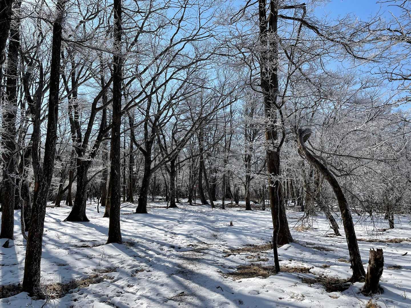 相沢登山口-荒船山 往復コースの写真
