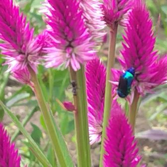 💙オオセイボウが飛んでます！
ケイトウの花に止まったー
ラッキー💓