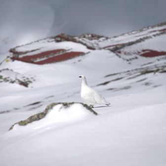 雷鳥に初めて遭遇🥹
私的にはちらっとしか見えず🥲