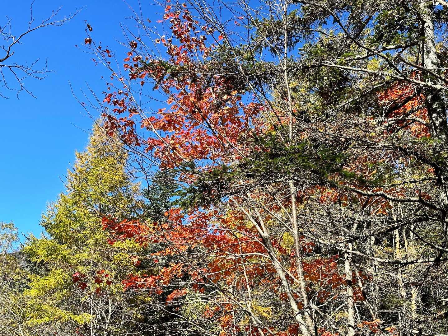 紅葉🍁