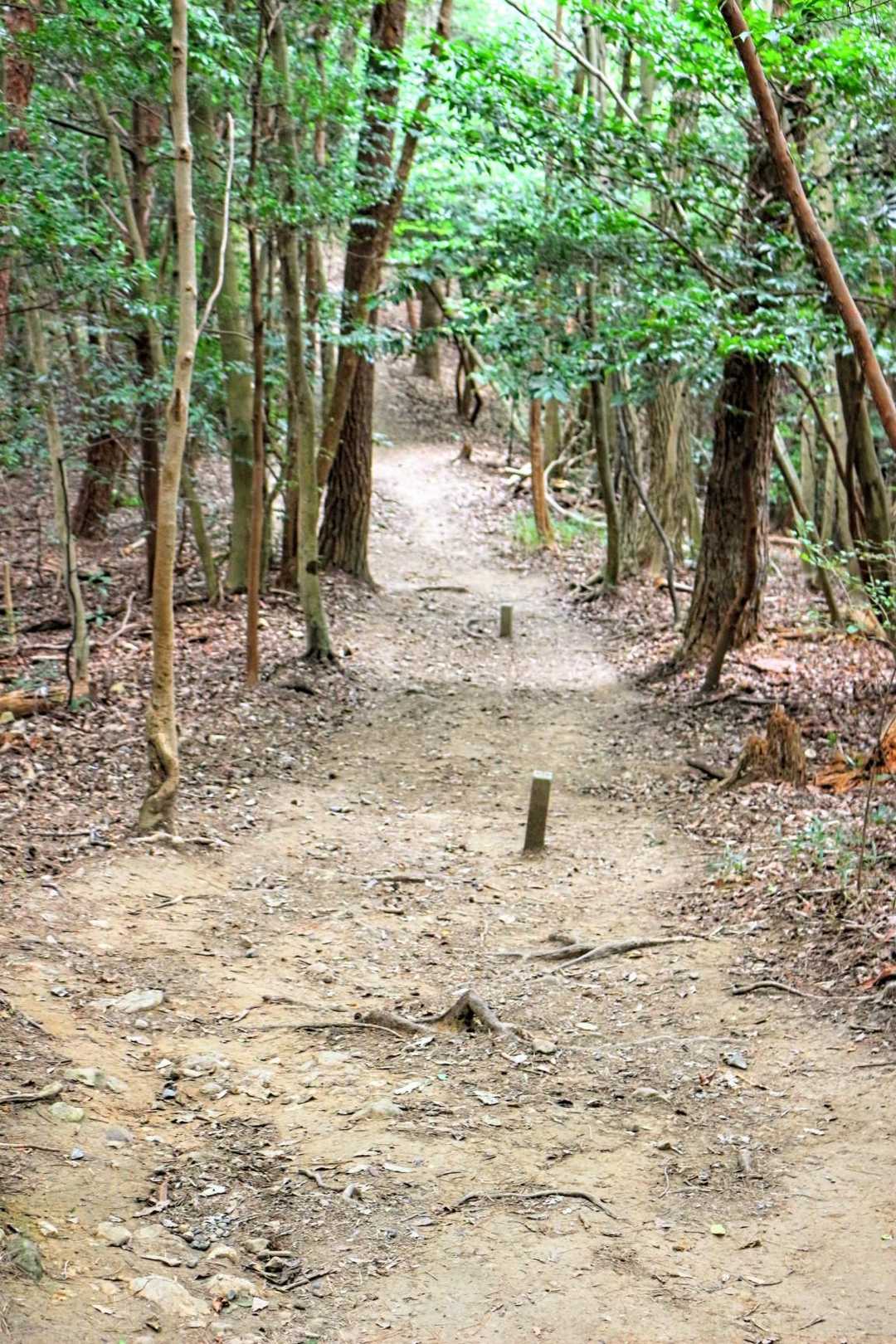 　さらにmほど進むと、登山道中央の所々に杭が立てられていた。
　県境かと思ったが、地図を照合すると、県境から東へ数十mほどずれていたため、謎の杭だった。