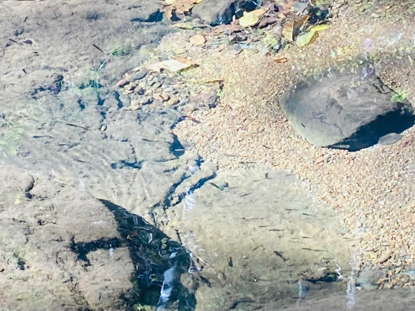 小魚🐟
あと1センチくらいになれば、何の魚かわかるかも？