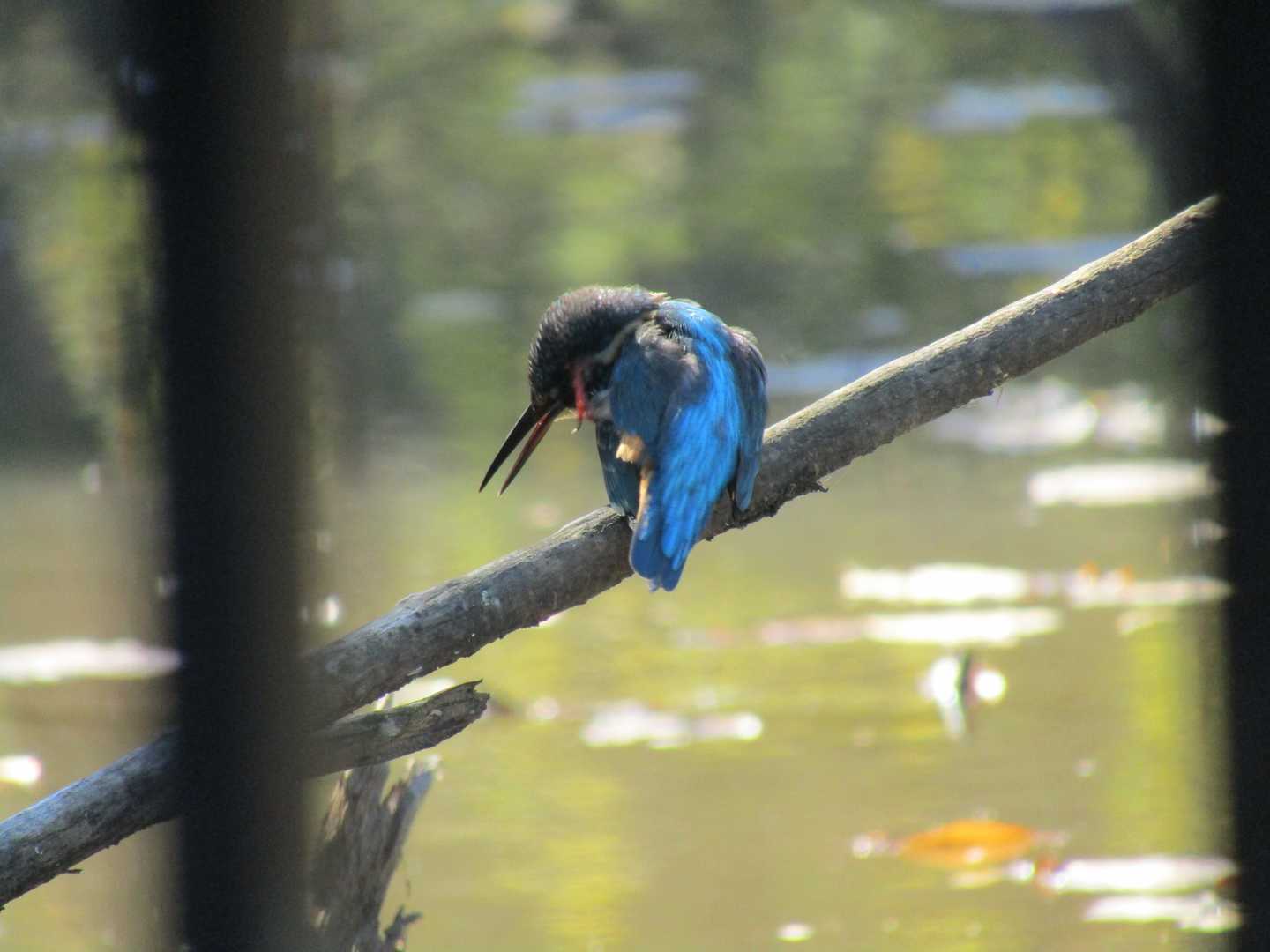 小さな池の方にいました🐦
柵越しですが飛び立たないうちに、まずはファーストショット📷✨
