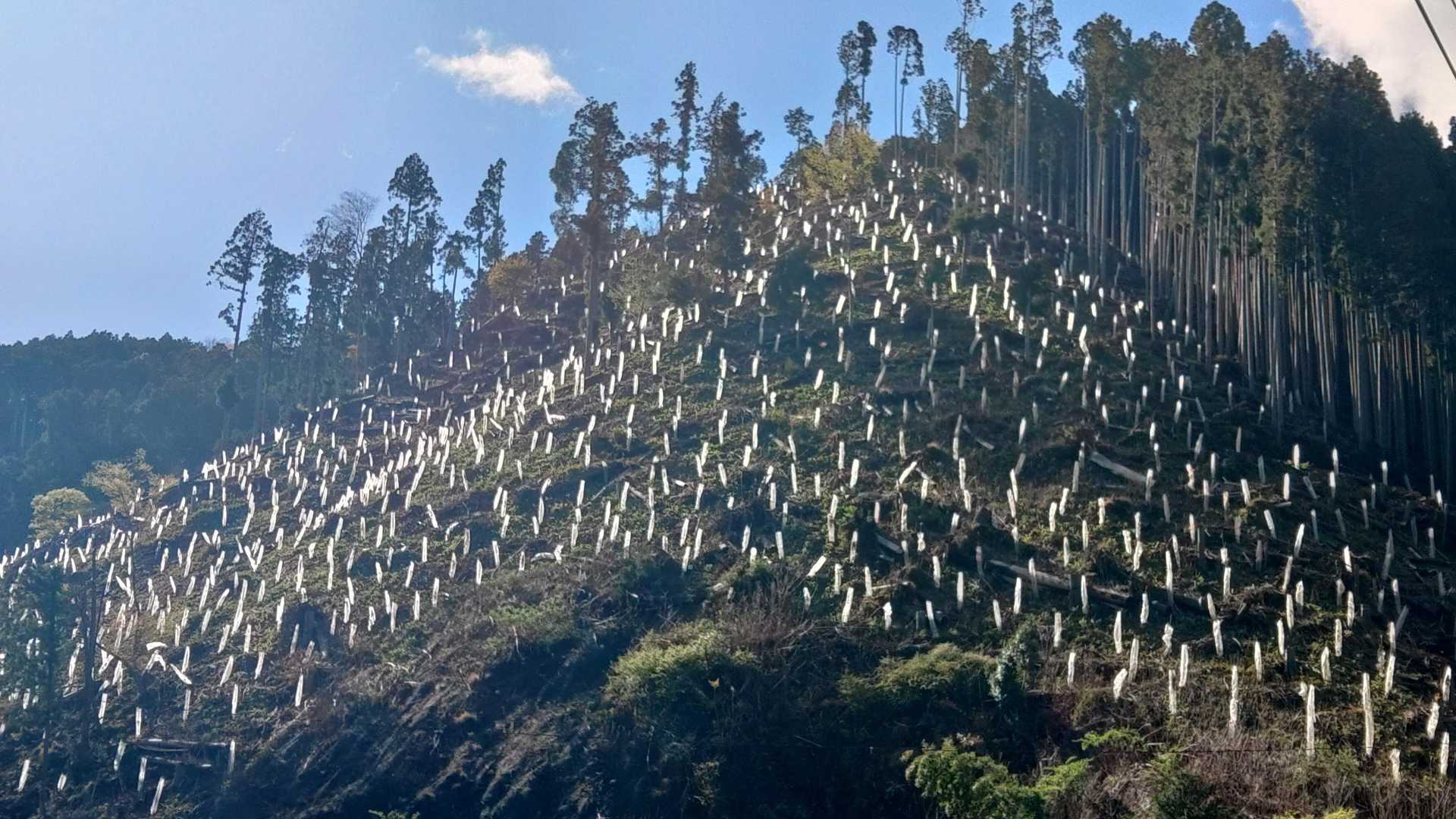 植林の獣害対策が異世界を創出してました。