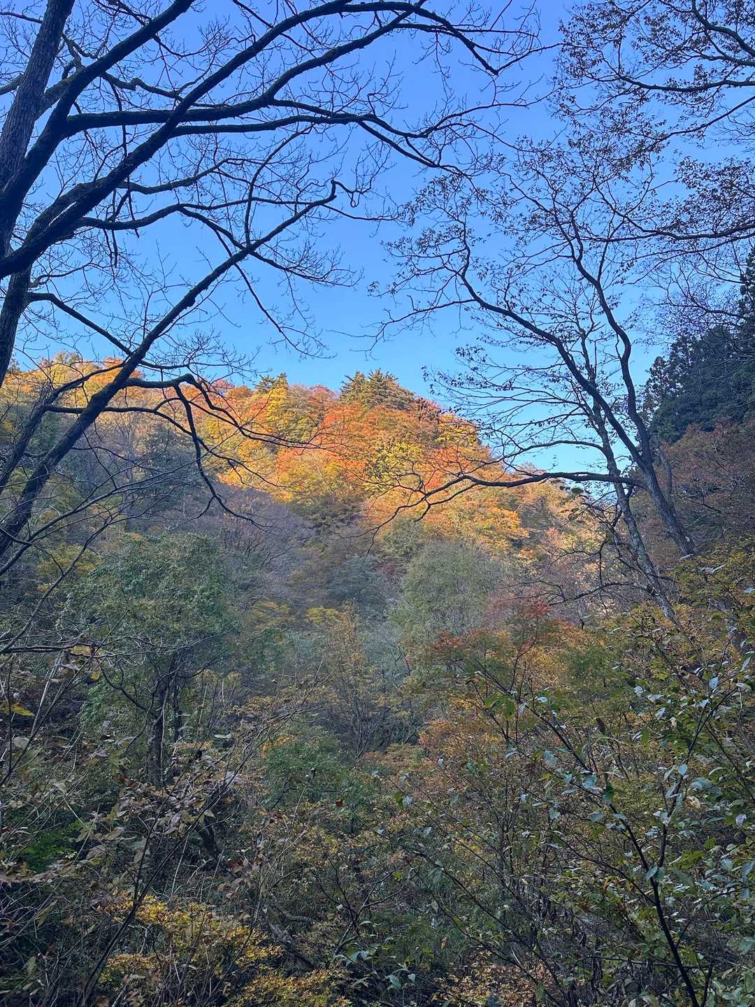 鈴ヶ岳登山口-鈴ヶ岳 往復コースの写真