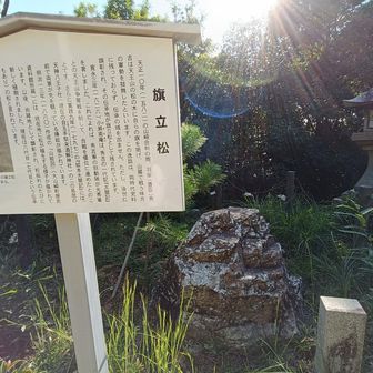 旗立松