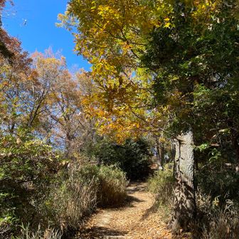 気持ちのいい尾根道が続きます
