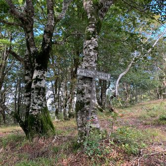 ここで痛恨のルートミス。中峠に向け、右方向に下山するのを直進。結構下山したところで気付き戻りました。結構急登だったこともあり、両太腿が攣り出しました。道標がちゃんとあって、見たのに。だましだまし、中峠に向け下山開始です。