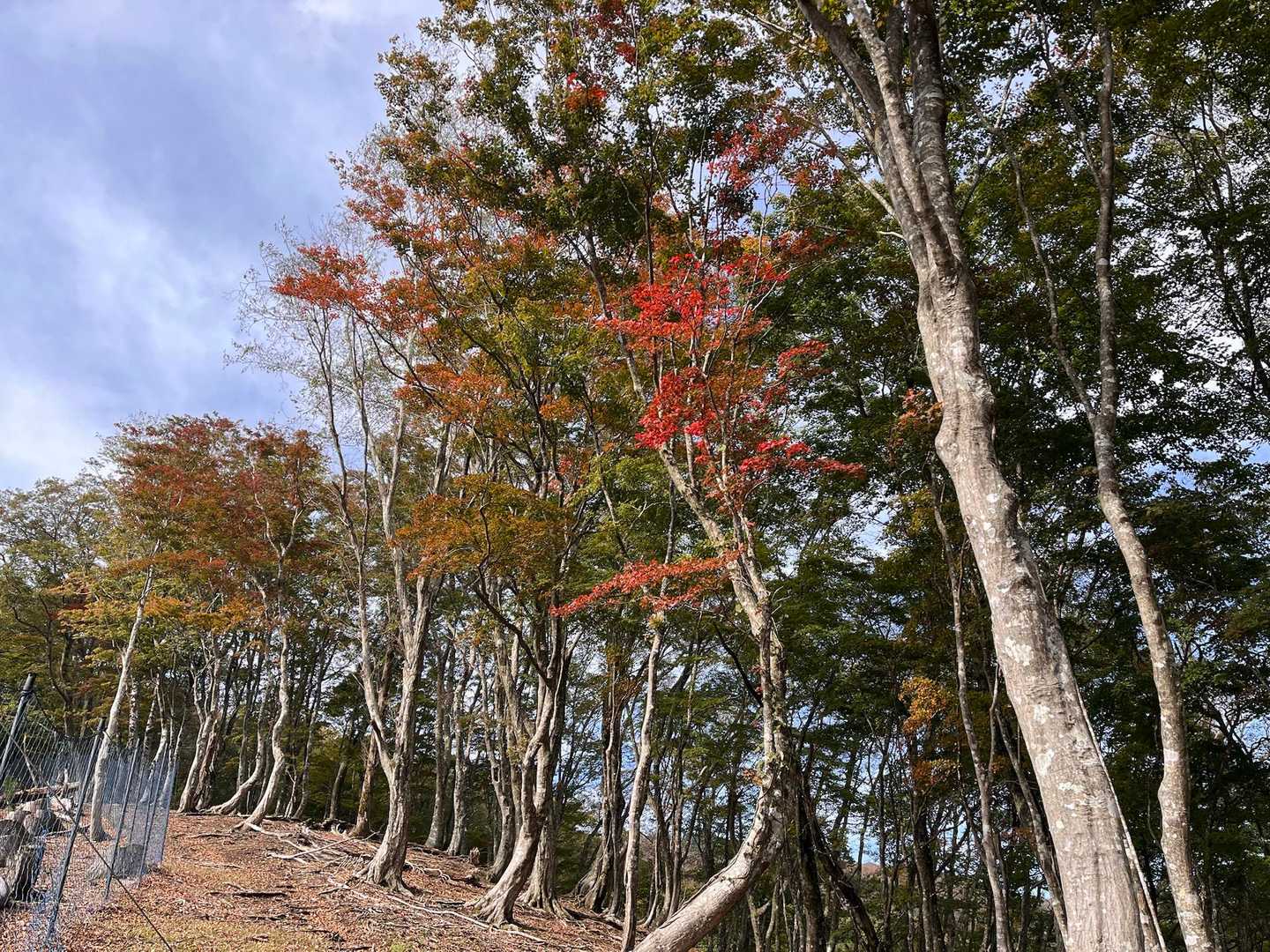 木が斜めに生えてるゾーン
風が雪が凄いんだろうな🤔
