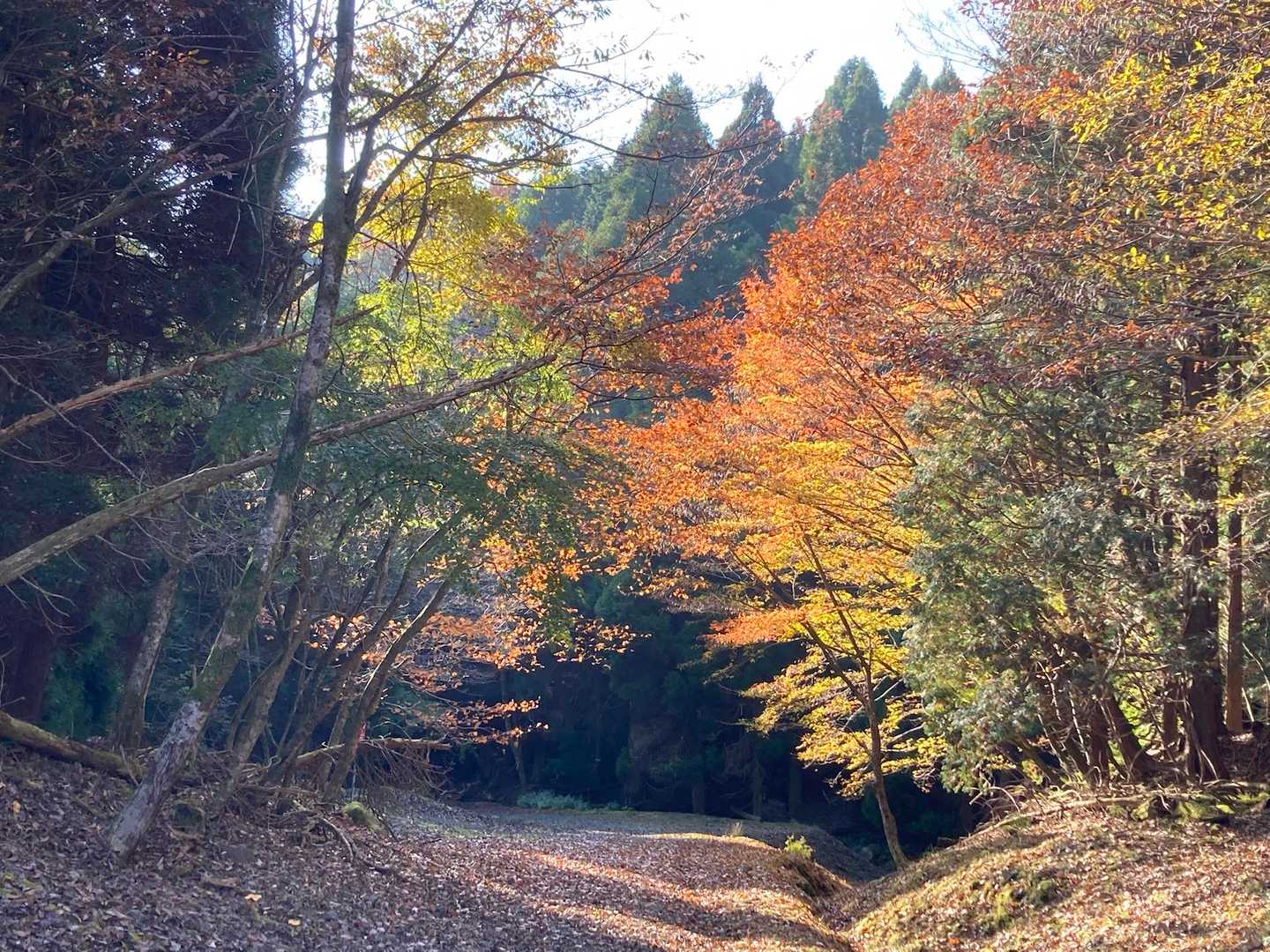 薬師峠