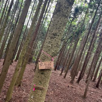 堂木山ピーク