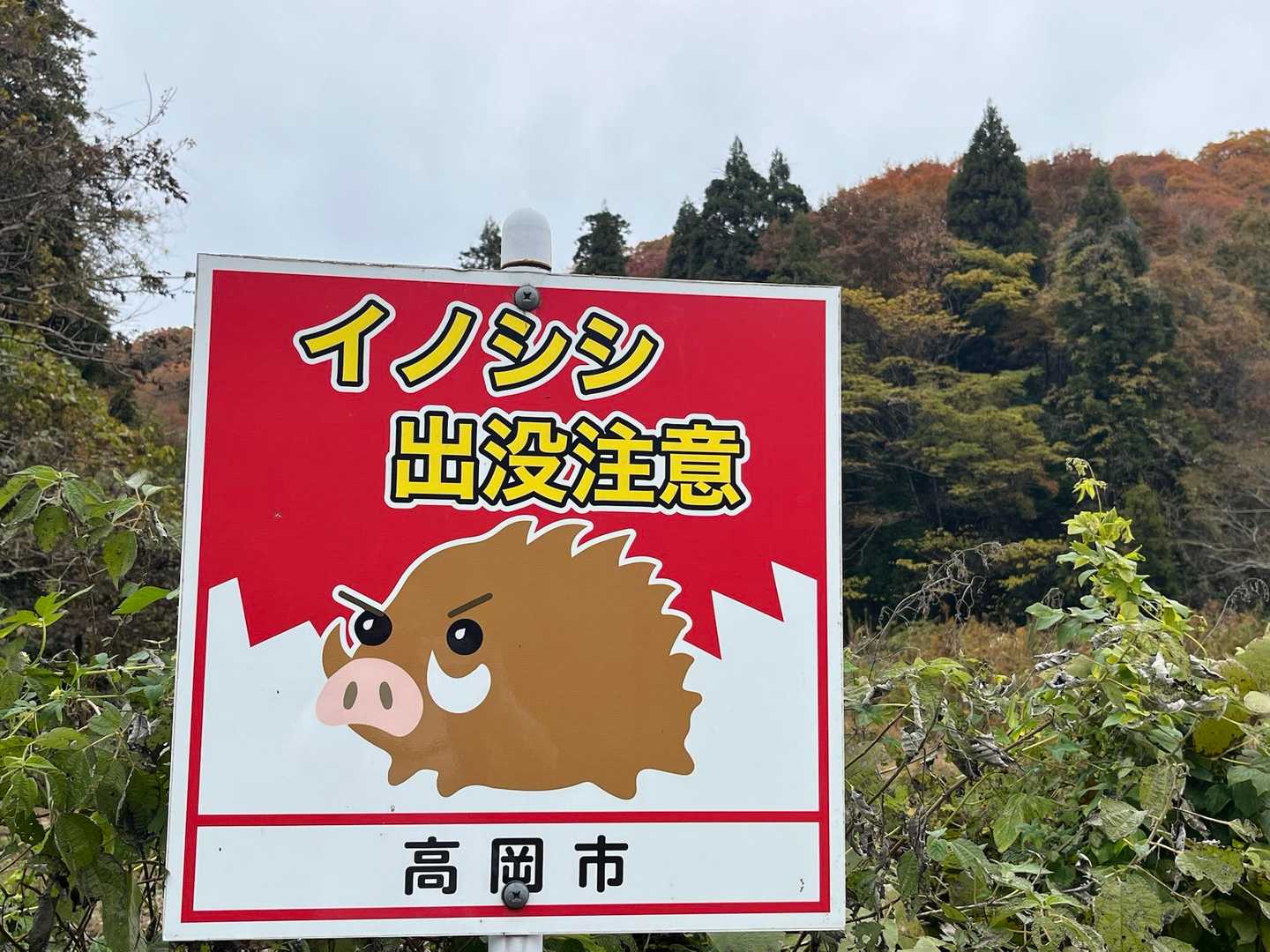 🐻ではなく、イノシシ⚠️
二上はイノシシが活動中🐗