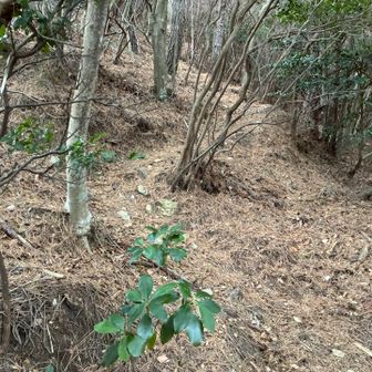 また、登らされる⤴️