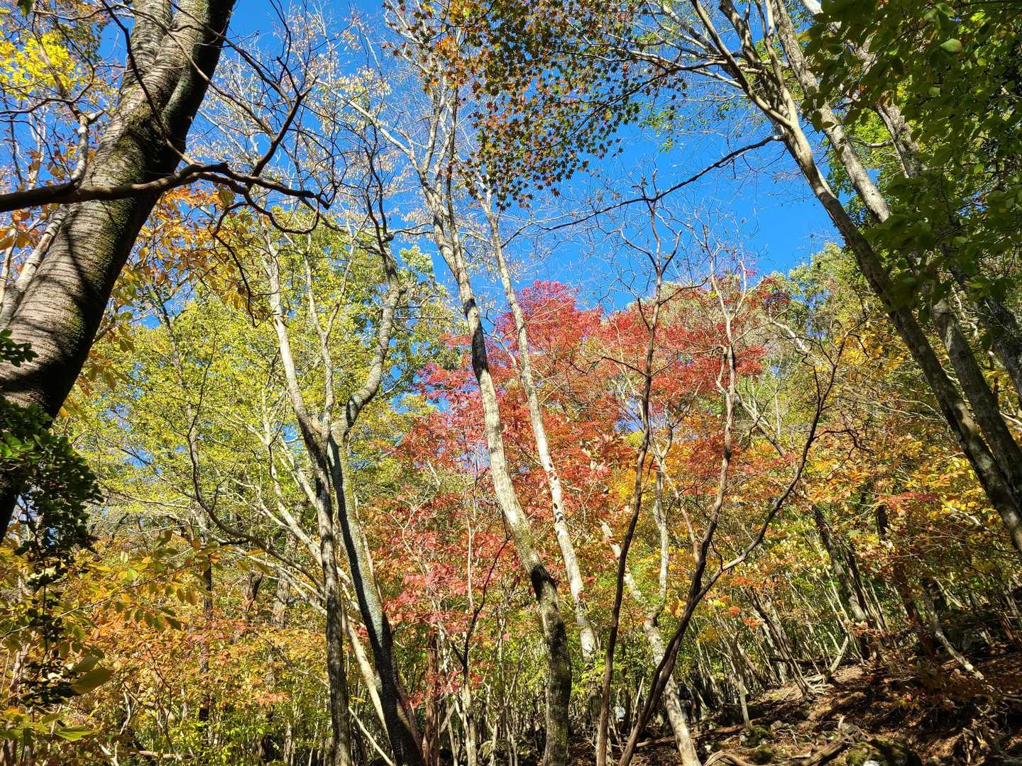 由布登山口バス停-正面登山口-飯盛ヶ城 往復コースの写真