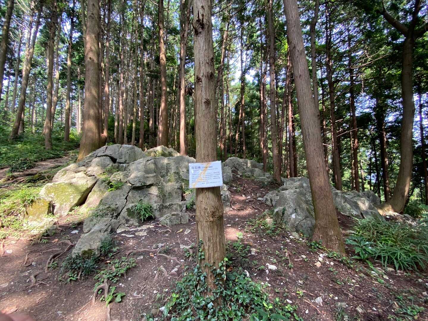根っこ山の写真