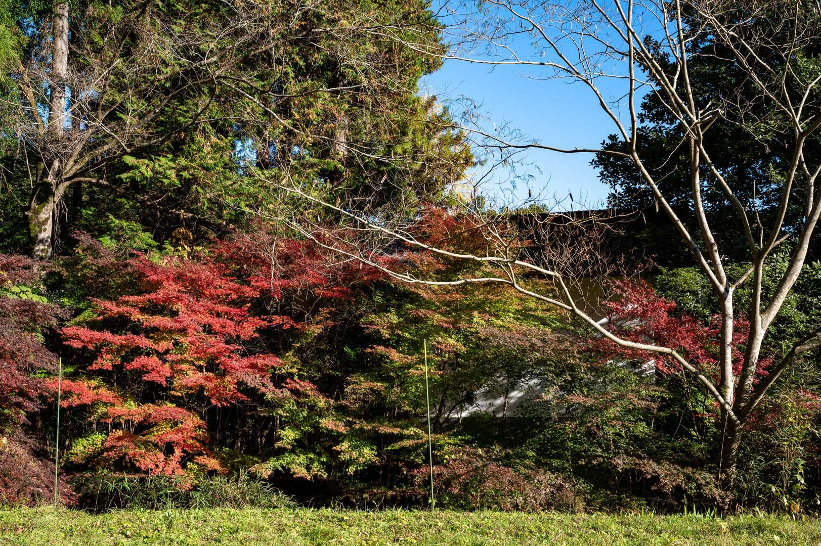 少し紅葉してます