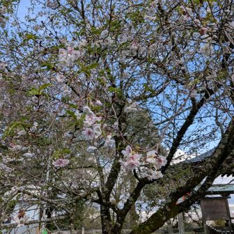 十月桜も咲いてます