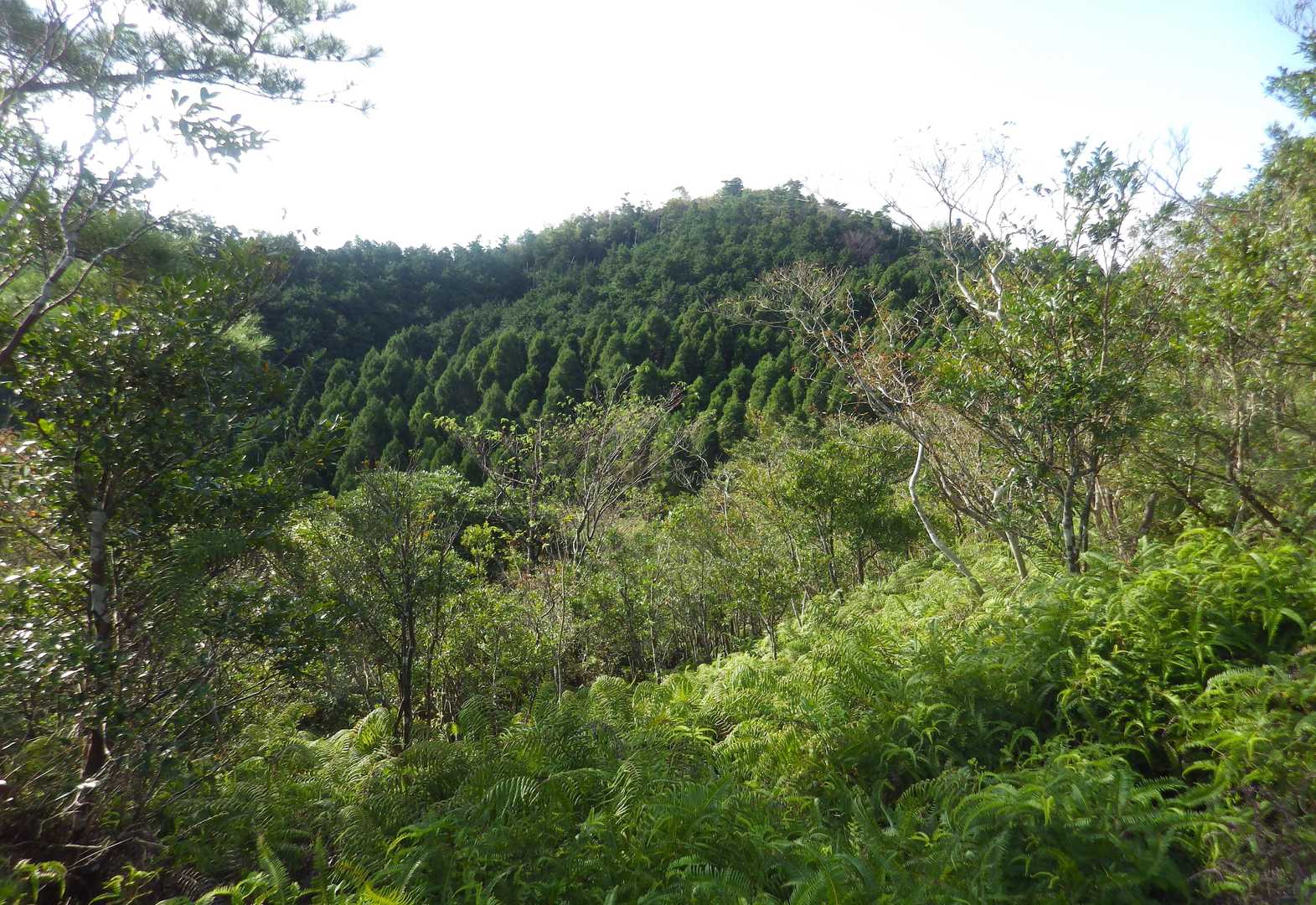 パスした冠岳