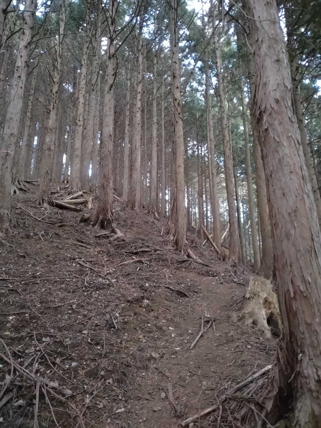 直ぐ様、鬱蒼とした植林に戻ります。