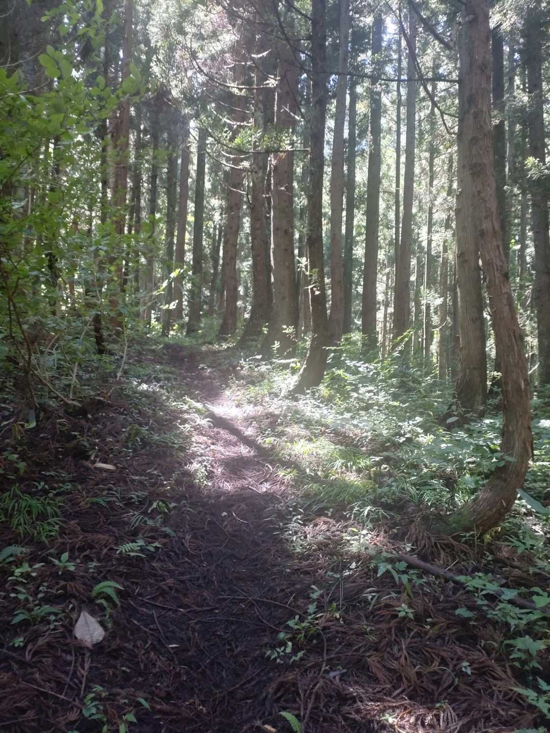 木立は日陰で快適でした😀