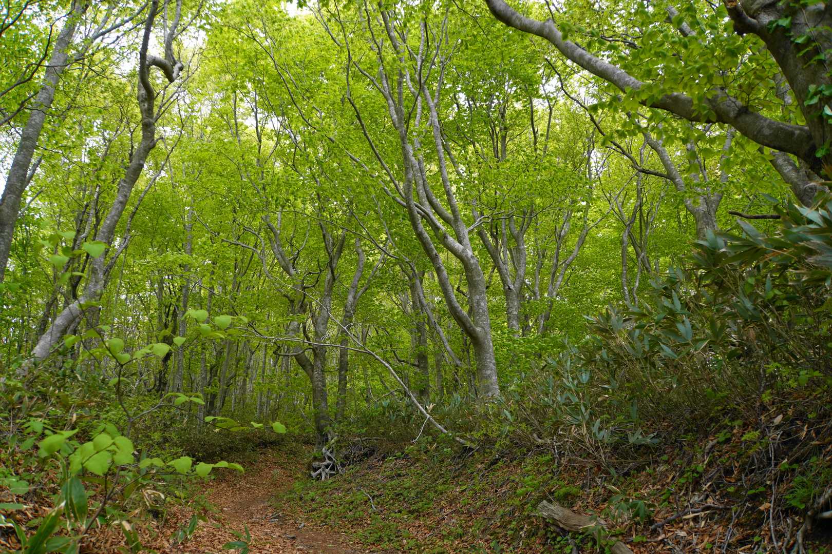 真山-毛無山 縦走コースの写真