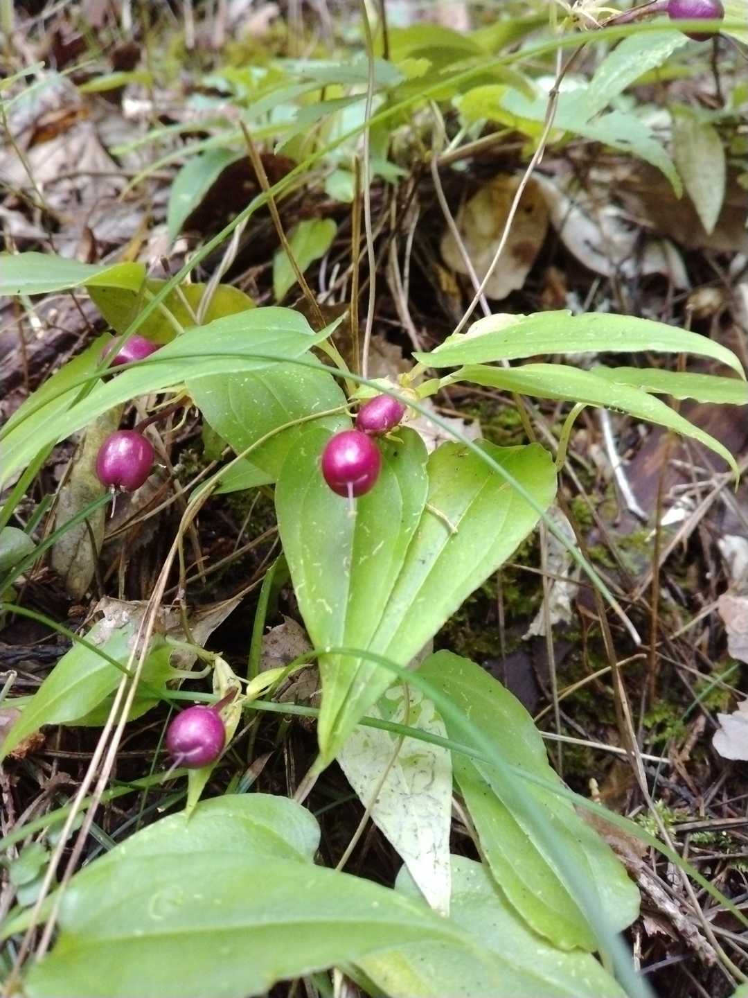 ツルリンドウの実