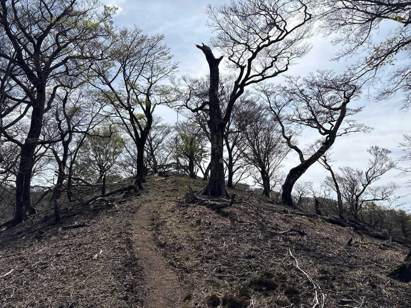 好きな感じ🪵