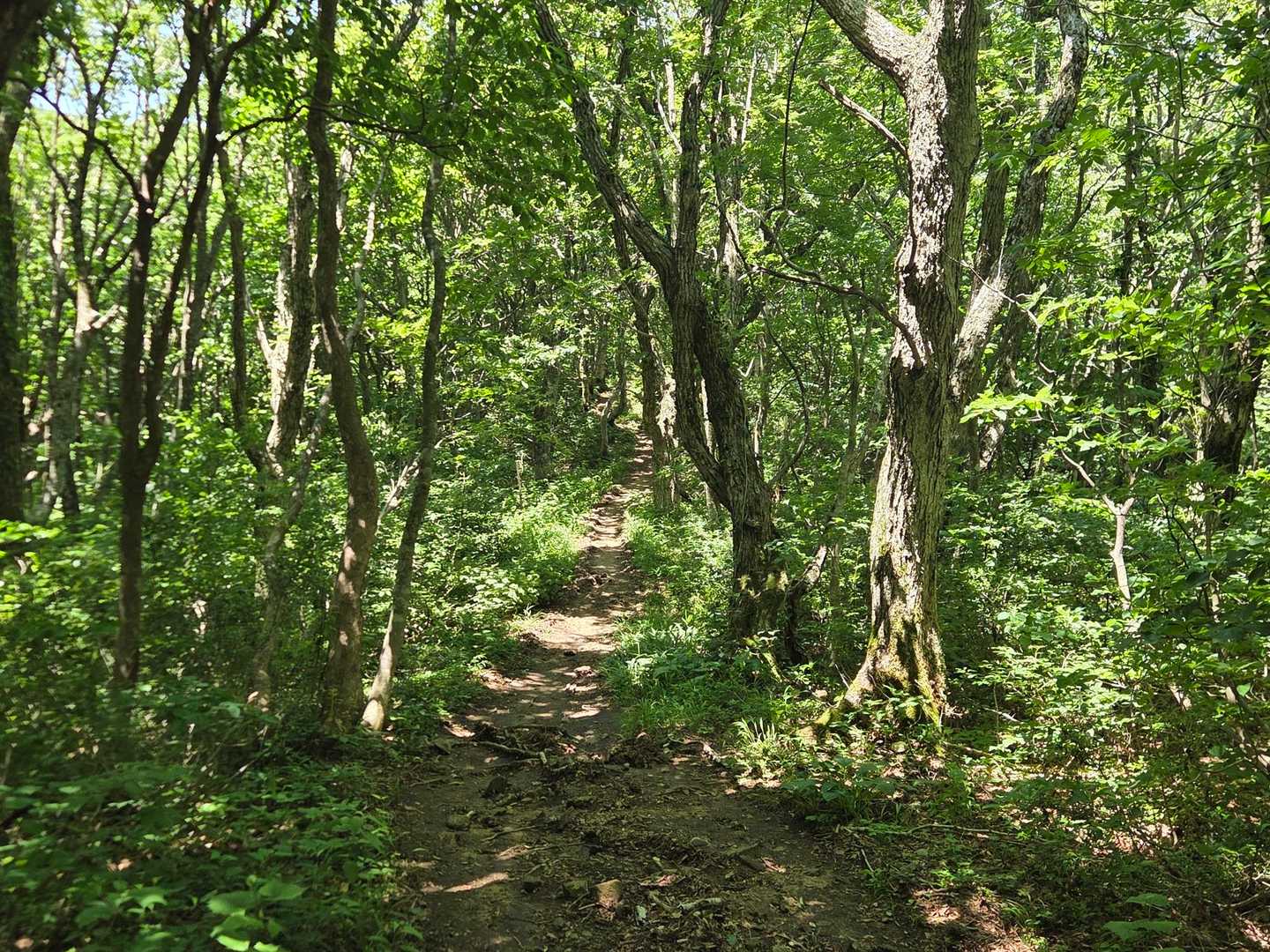 牛曳山登山口-伊良谷山-毛無山 周回コースの写真