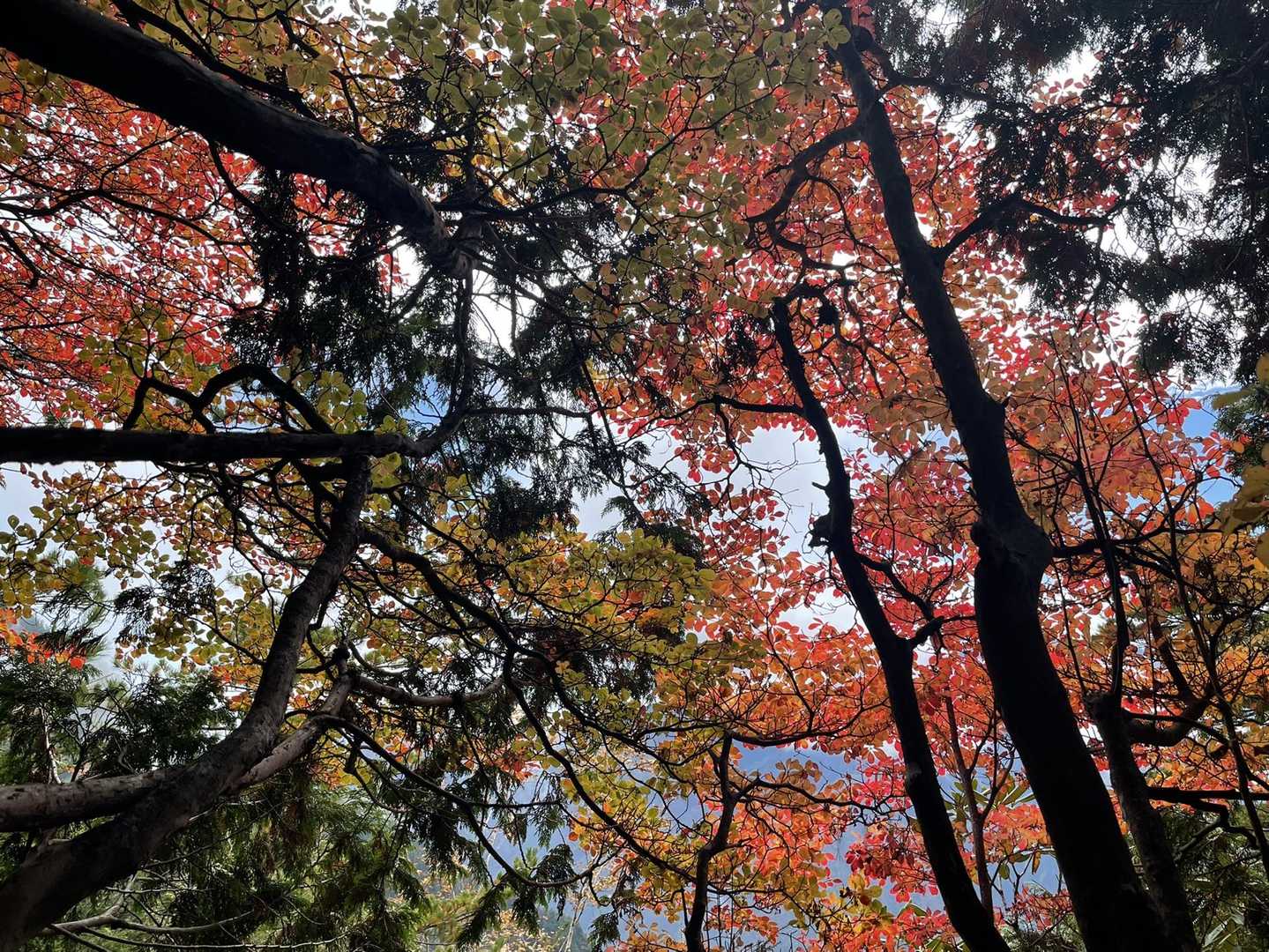 見上げる紅葉