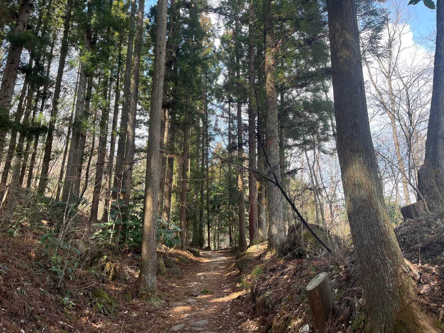 杉林の間の細道を通ります