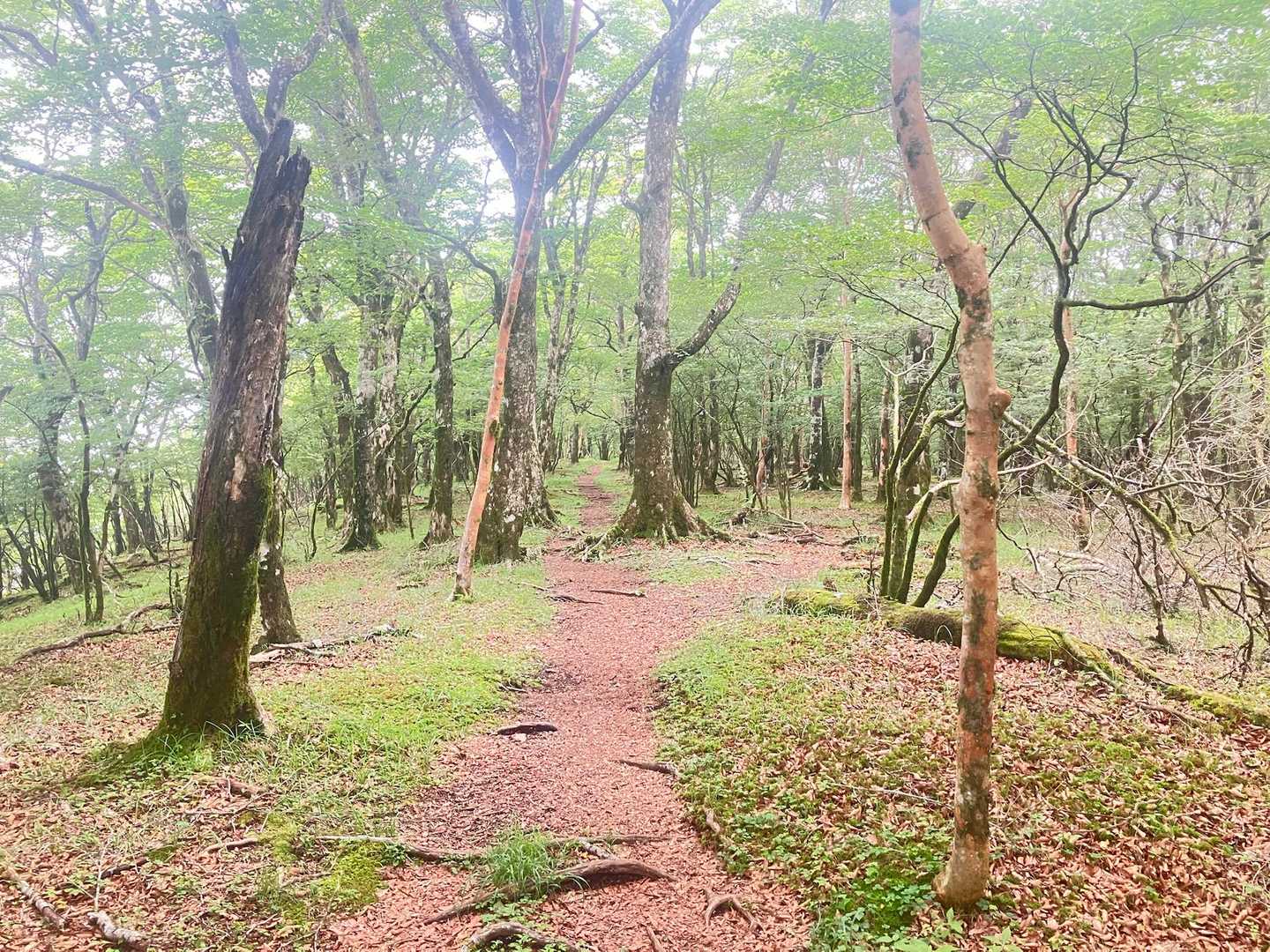 全体的に平らな尾根歩きです🐳
