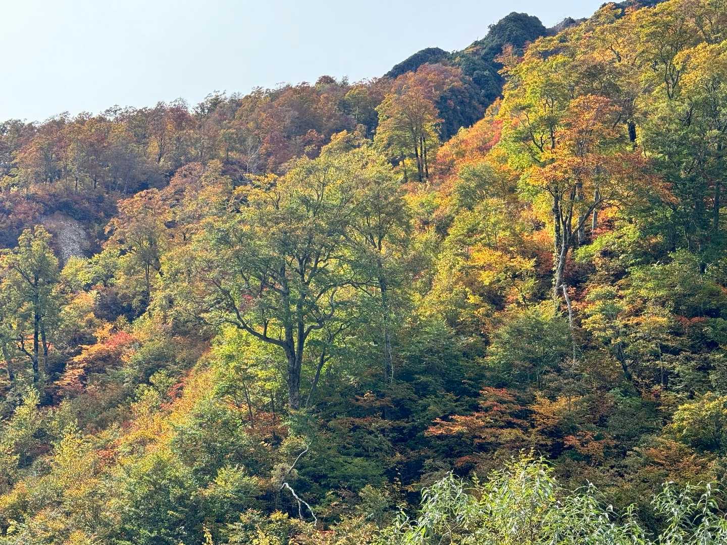 抜戸岳-秩父平-大ノマ岳-大ノマ乗越-弓折岳-弓折乗越-小 縦走コースの写真