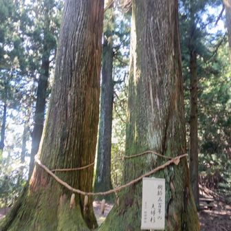 夫婦杉
夫婦って何なんだろね🙄
愛が消えたら紙切れ1枚のリード契約？違うか🤣

爺と婆ぁになってもず〜と仲良く手を繋ぎ散歩や旅行に出かけられる関係でいたいな🤗