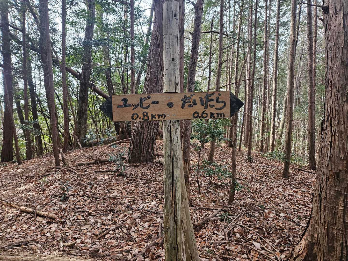 羽黒山 往復コースの写真