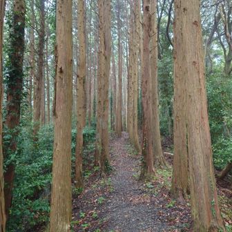 尾根道も綺麗でした