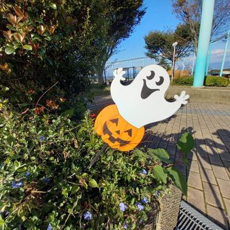 ひょっこり🎃