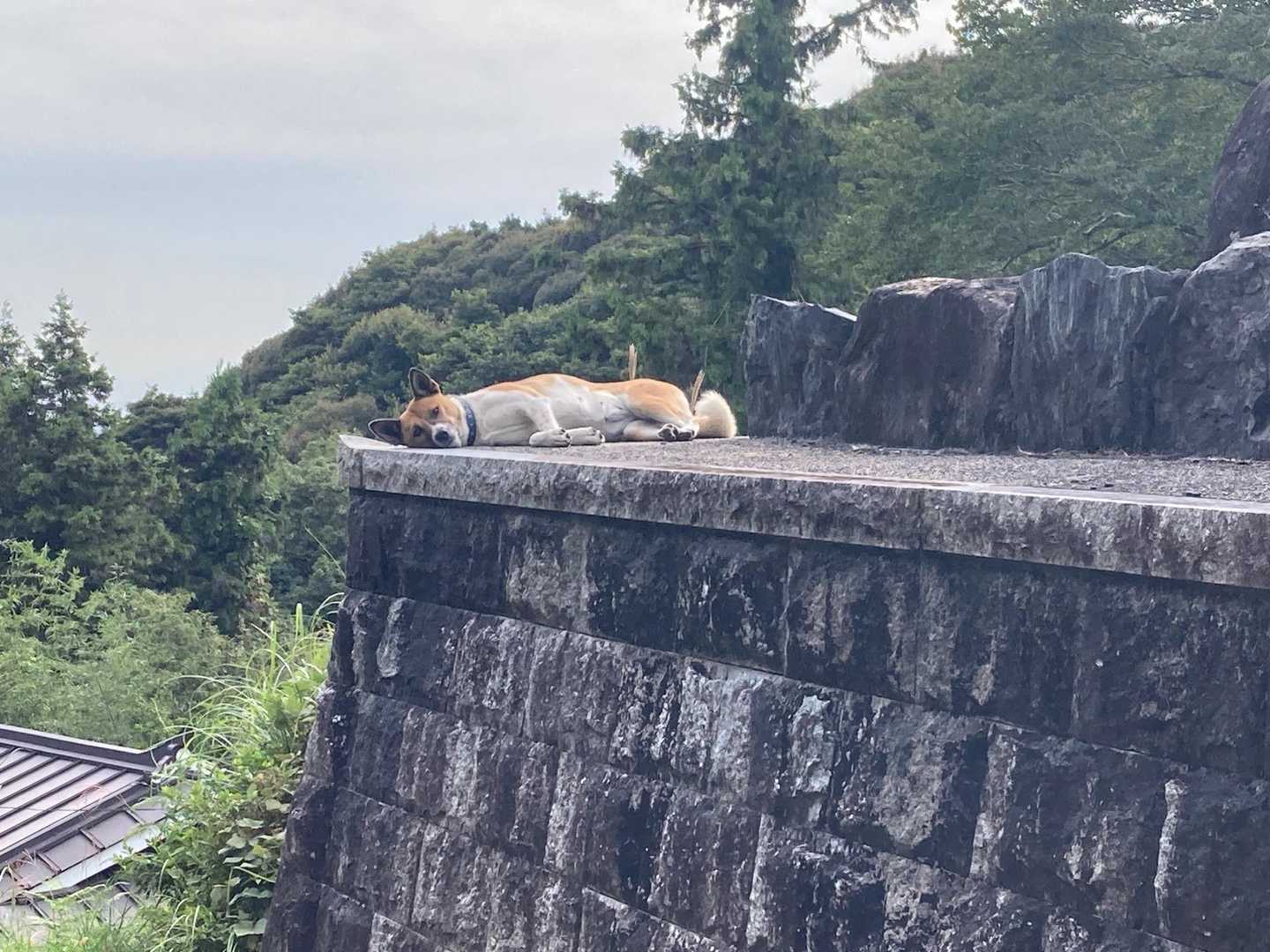 寝っ転がって、こっちをチラ見。バイバイ！