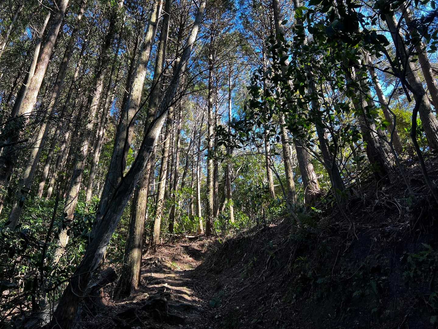 空が青いと　道も明るい