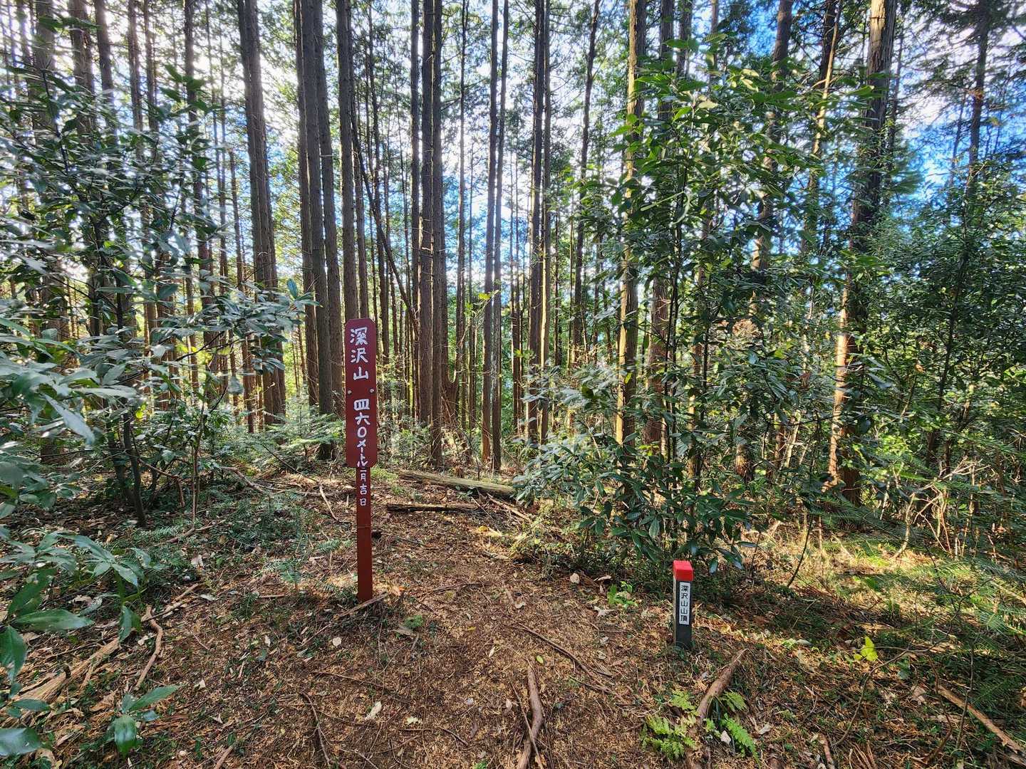 深沢山に到着🌱