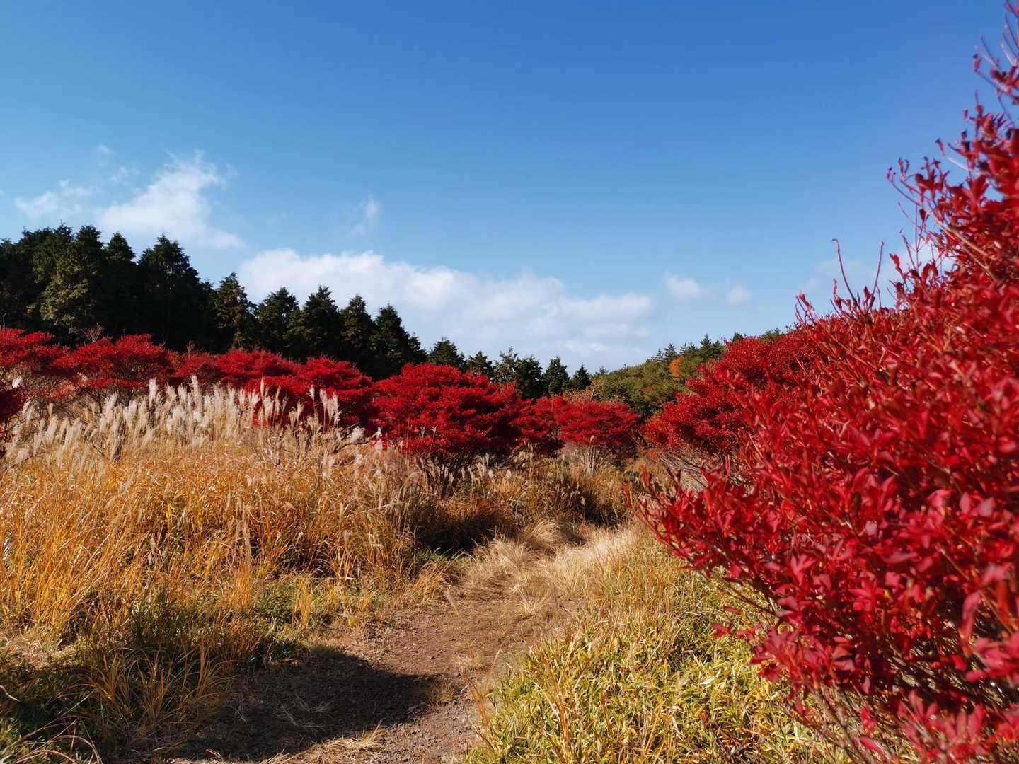 涌蓋山 周回コース | 風を感じる草原を抜け、久住のパノラマ絶景を目指すの写真