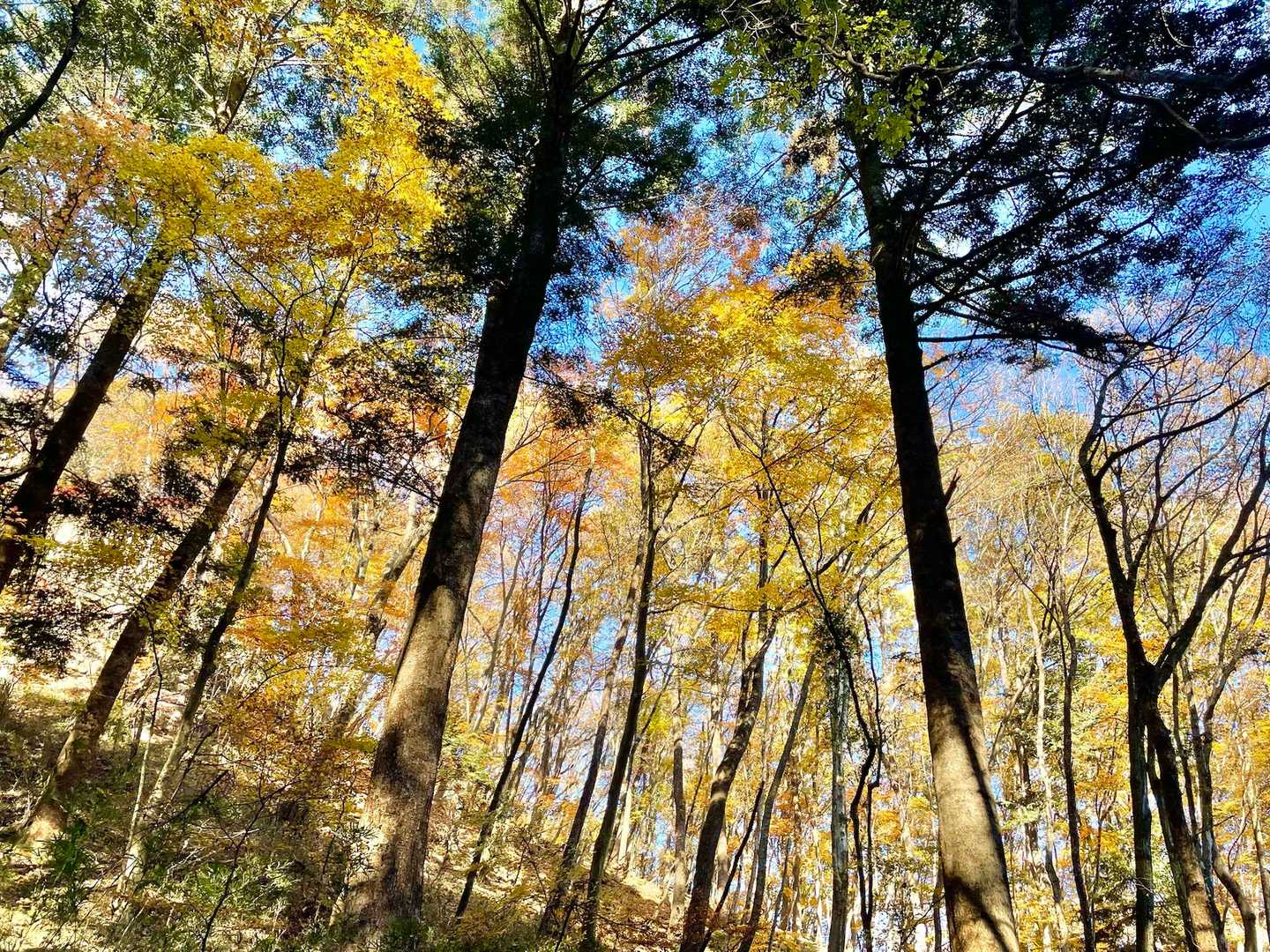 岩櫃山 往復コースの写真