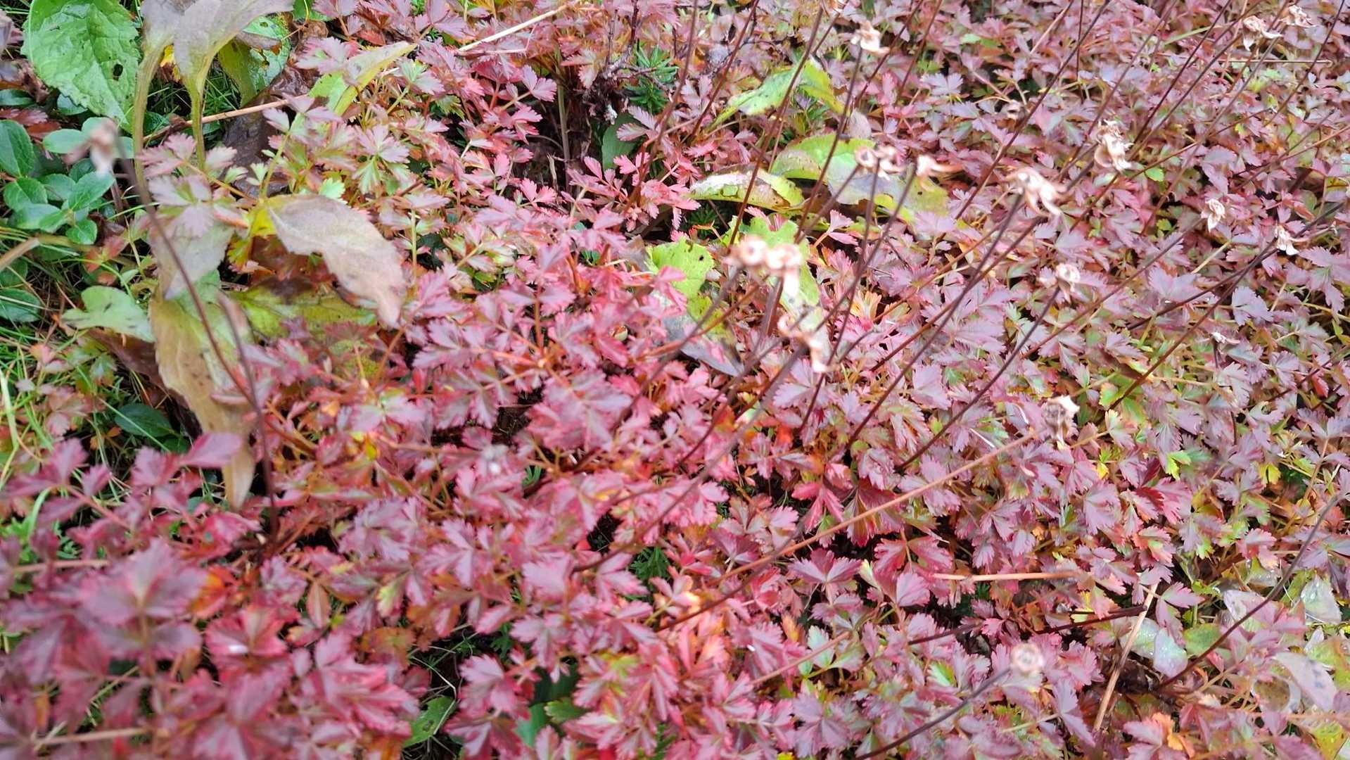 チングルマの紅葉