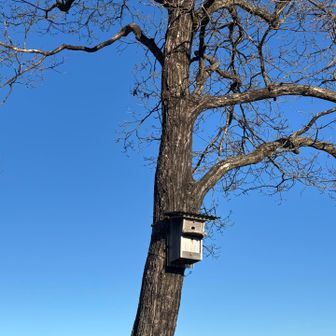 巣箱あり　鳥は見かけなかったです
