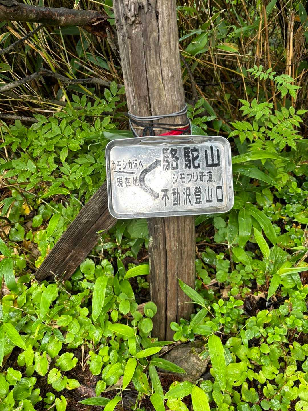 もう少し歩かないとね💪
頑張ろ〜